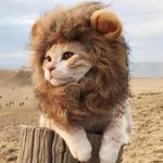 <b>까리</b>한 남자