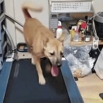 뛰어내리겠지” 반려견 러닝머신 3시간 생중계…‘후원금’ 챙긴 <b>견주</b>