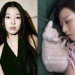 고(故) 설리 <b>반려</b>묘 반가운 근황…김선아, 눈 맞추고 '찰칵'