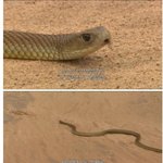 독사에게 물린 호주남성의 <b>대처방법</b>