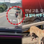 개 매달고 3km 끌고 갔다…<b>도로</b> 위 피자국 남기며 “덩치커서 못...