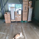 [드루와] <b>공장</b>에서 키우는 고양이