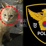 제주 길고양이 급식소 사체 발견, 사료에 <b>쥐약</b> 검출…용의자 검거