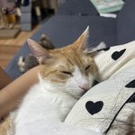 야식 곱창<b>볶음</b> 개먹고싳다