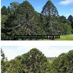 진짜로 사람을 죽인다는 <b>호주</b> 소나무