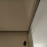 [이것좀봐줘] 제주시 탑동ㅇㅇㅇㅇㅇ호텔 바퀴<b>벌레</b>(사진있음 혐주의)