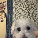 우리집 강아지 듀가<b>나디</b> ㅈㄴ 닮은듯