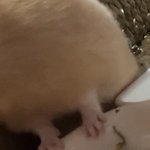 울 애기 손 <b>보셈</b>