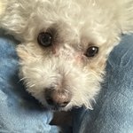 우리집 강아지도 듀가<b>나디</b> 닮지않앗어??