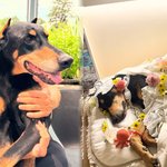 떠나보내…“이제 편히 쉬길” (+<b>도베르만</b>, 급성 목디스크, 근육암,...