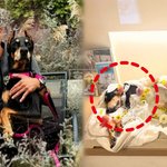 술과 재활 끝까지 버틴 반려견 벨, 결국 무지개다리 건넌 <b>사연</b> 공개