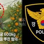 [이런일이] 제주 감귤 불법 <b>착색</b> 600㎏ 적발…유통 시장 충격과...