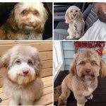 ㄹㅇ 사람처럼 생긴강아지는 죄다 푸들<b>믹스</b>임