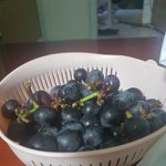 <b>포도</b> 먹고있어