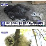 [19] 개더러워 남자들 똥싸고 이렇게 닦는대