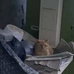 [댓글부탁해] 고양이 어케꼬심