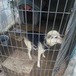 이샛<b>기세</b>상에서 제일 착한개임