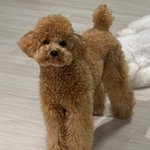 푸들 왤케 <b>롱다리</b>가 많냐