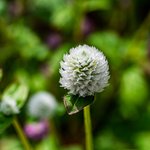 [국내여행] 나리<b>공원</b> 천일홍