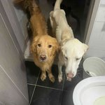 이정도면 <b>학대</b>아님?