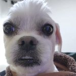 이사진 왜케 <b>최립</b>우닮앗노