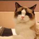 [레이] 베리레드톡)???:dancer왜안와?