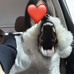 나랑 우리 강<b>아디</b> 할머니집 가는 차안에서~