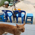 얘 이름 야옹이임