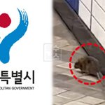 서울서 쥐 목격 <b>민원</b> 3년새 두 배 이상 증가… 도심 환경 변화가...