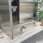 [드루와] <b>자유</b>로운 고양이