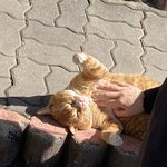 우리학교에 ㅈㄴ귀여운 <b>개냥</b>이있음