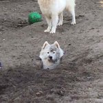 이 <b>길이</b> 아닌가벼