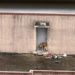 [강아지] <b>옥상</b>에 홀로 남겨진 강아지,,도와주세요