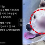 [이런일이] 반려견 비비탄 <b>난사</b>한 해병, 징계 없이 분대장 임명되며...