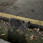 <b>러시안</b>블루 길고양이 개커여움