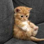 냥
