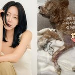 한예슬, <b>낙상</b>사고 반려견 마지막 수술 마쳤다..붕대 감은 안타까운...