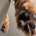 [댓글부탁해] 우리집<b>가나</b>디 진짜웃김