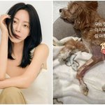 “직원이 반려견 떨어뜨려 다리 골절” 한예슬, 4개월 만에 근황...