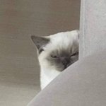 내<b>시력</b>이 사실 안좋아