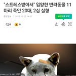 화풀이로 <b>동물</b> 11마리 입양 후 모두 죽임