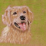 [어케생각해] 취미로 그린 골든 리트리버 그림(<b>색연필</b>)