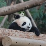 [댓글부탁해] 얘들아 나 남미새야?