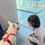 크러쉬 레드벨벳 조이, 꽃미남 <b>진돗개</b> ‘풍이’와 설레는 만남!