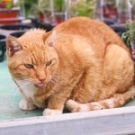 [이것좀봐줘] 아산 세계 꽃 <b>식물원</b>에서 찍은 고양이 사진들