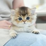 살아있는 <b>동물</b> 애완용으로 사고파는 것도