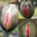 사람을 <b>파멸</b>시키는 꽃