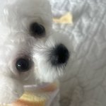 <b>오빠</b> 나이뽀?ﾉ