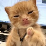 [돼지고양이] 고양이 <b>강아지</b>