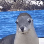 [존예호소] 물범의 살인<b>미소</b>